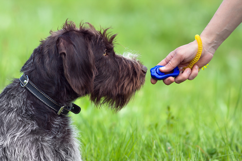 Dog Behaviour & Training Products